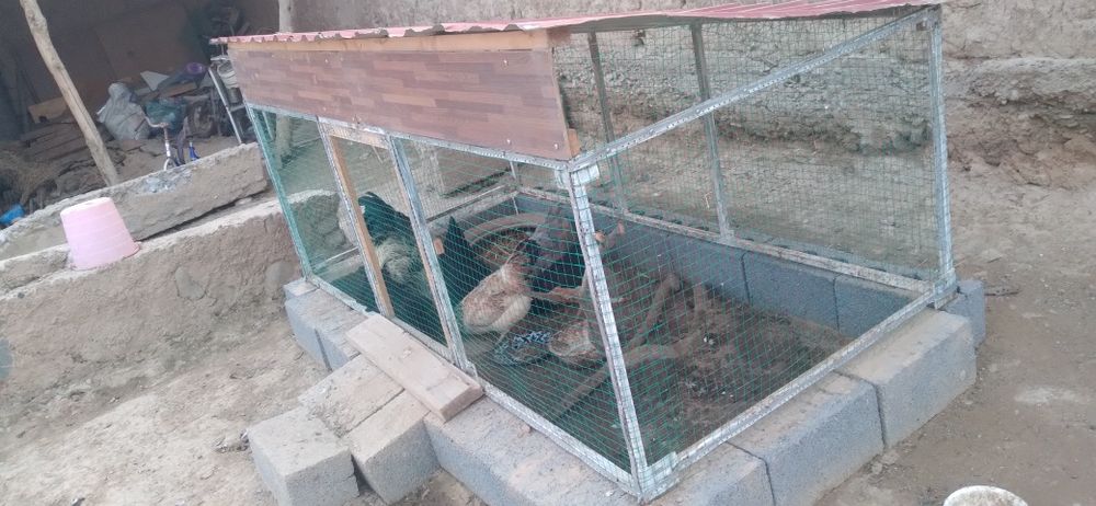 Tovuqlari bilan birga tovuqxona