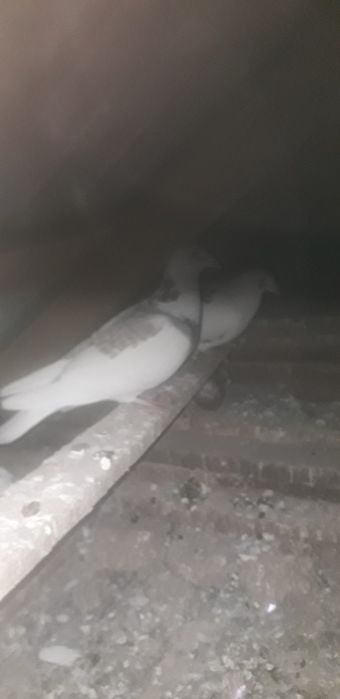 Vand porumbei voiajori