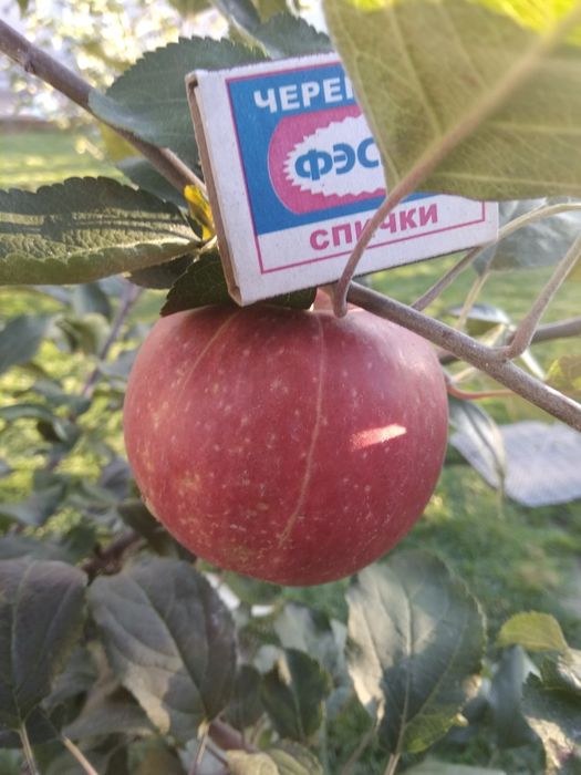Продам саженцы яблони