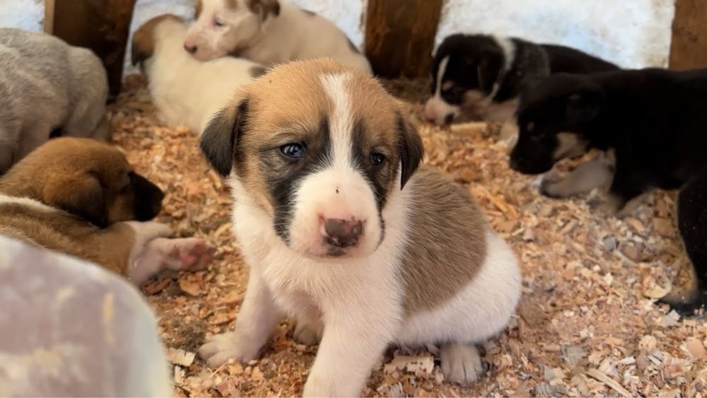 Шенок Щенки щенята собаки