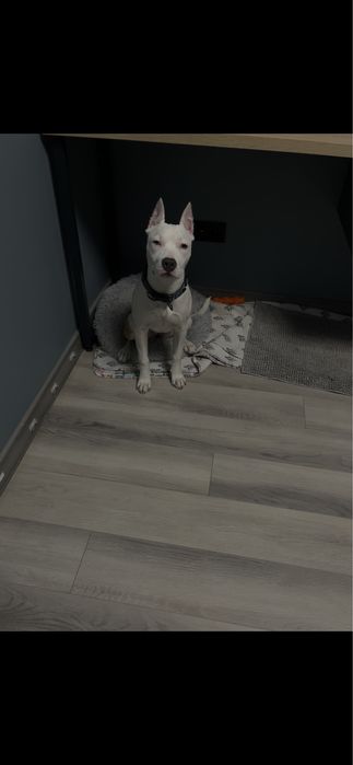 Продам щенка стаффорда