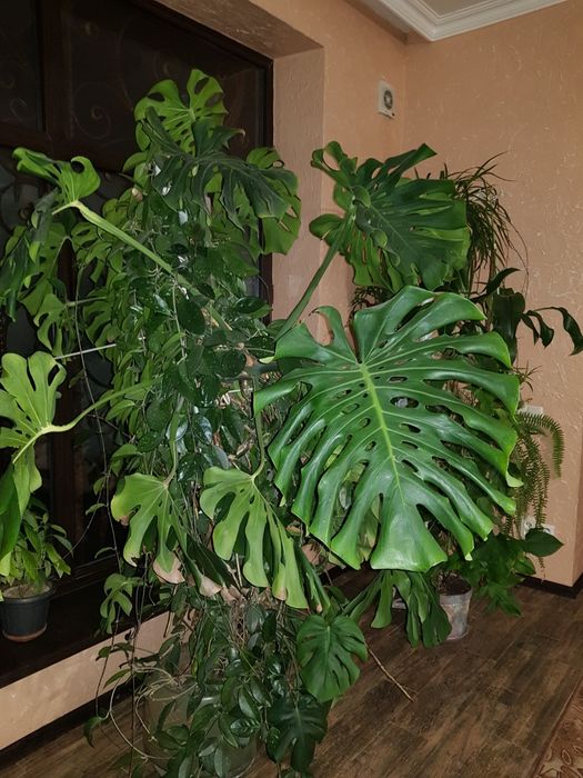 Комнатные. Растения