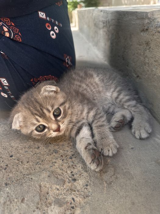 Продам    котят .