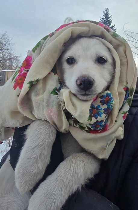 Щенки девочки 2.5месяца