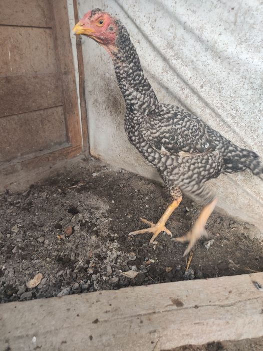 Куры Бойцовый 1 + 1