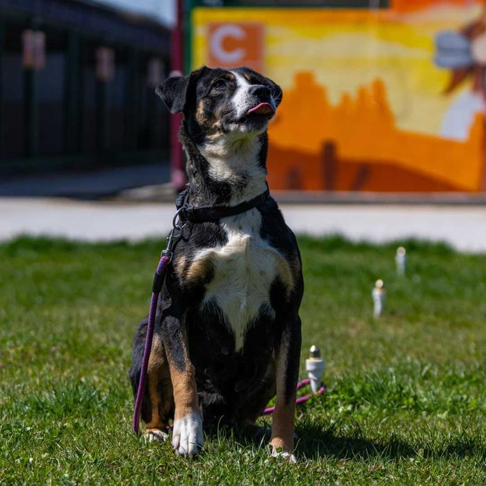 Собака (3 года) в добрые руки