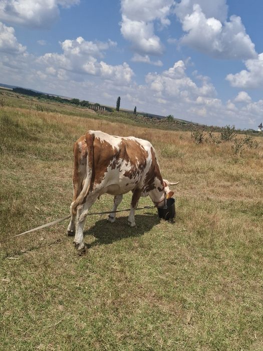 De vănzare vacă fătată recent si un taur mai multe detalii la nr telefon telefon 0741 842 024