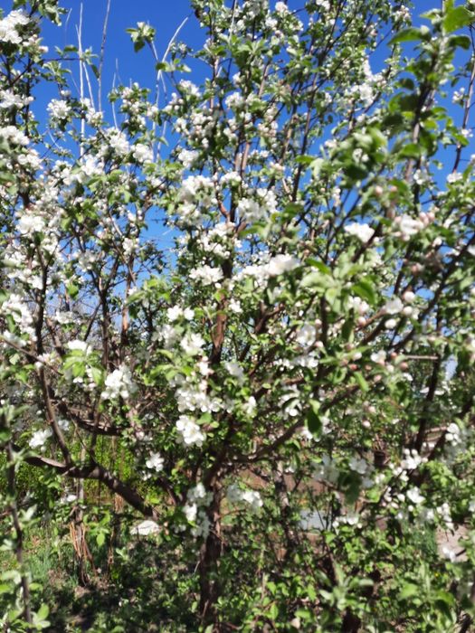 Продам дачу с/о самацветы