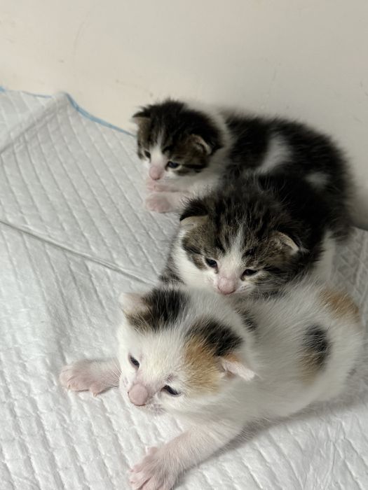 добрый руки котяты