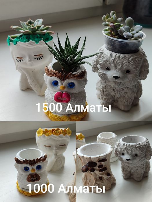 Суккуленты разные с кашпо и без