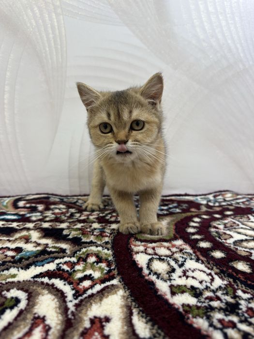 british shorthair