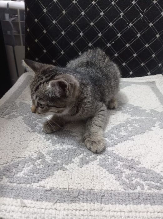 Отдам котенка девочка в добрые руки
