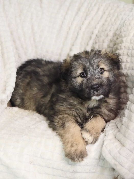 Отдам щенка  в добрые руки