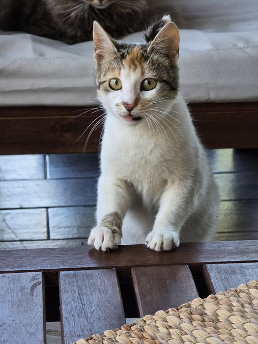 Adopție pui pisicuța - Bănești, Prahova