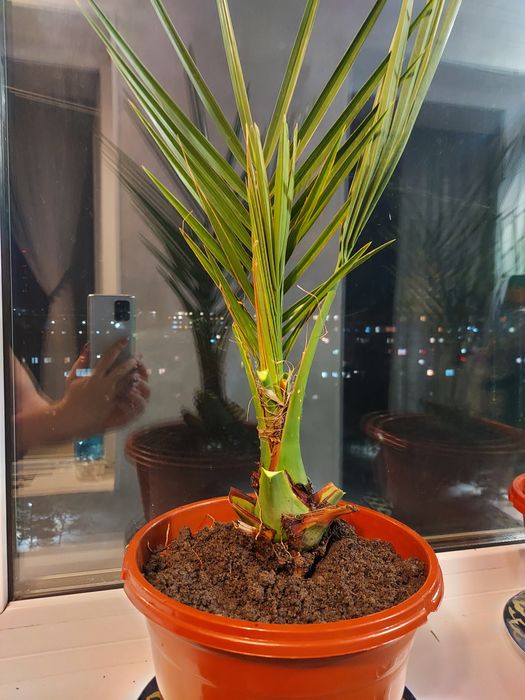 Продам декоритивную пальму 5000