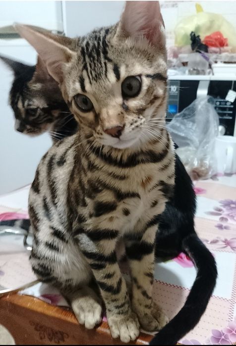 Бенгальские котята