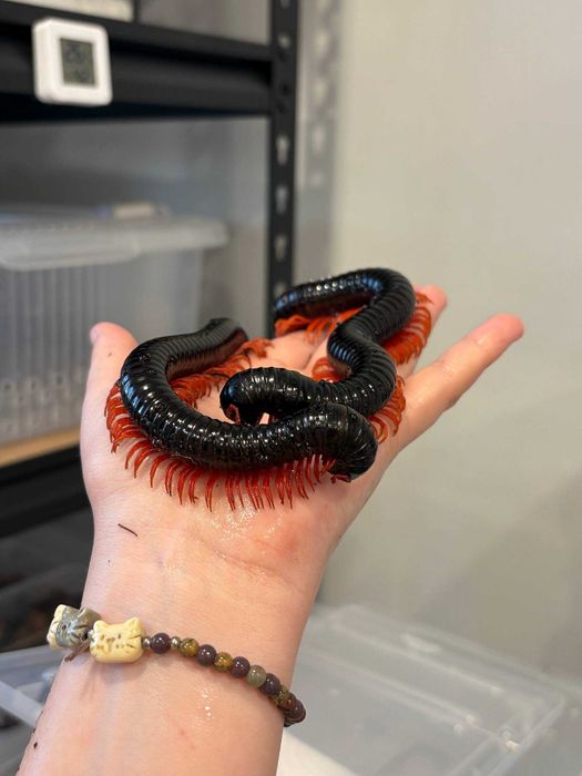 Кивсяк Гигас краснолапый