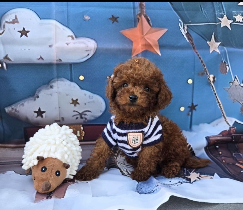 Пудел тйикъп /Пудел той /Poodle toy  генетичти тестове на родителште |Родословие