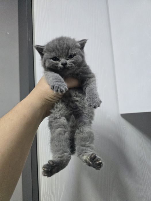 Британские девичка тоза парода