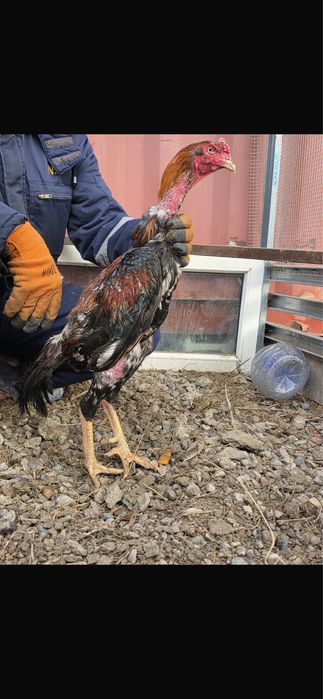 Продам бойцовых петухов Дакан.