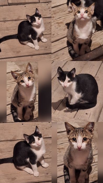 котята мальчик и девочка