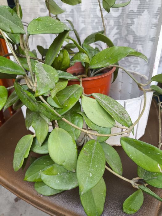 Комнатные цветы из дома