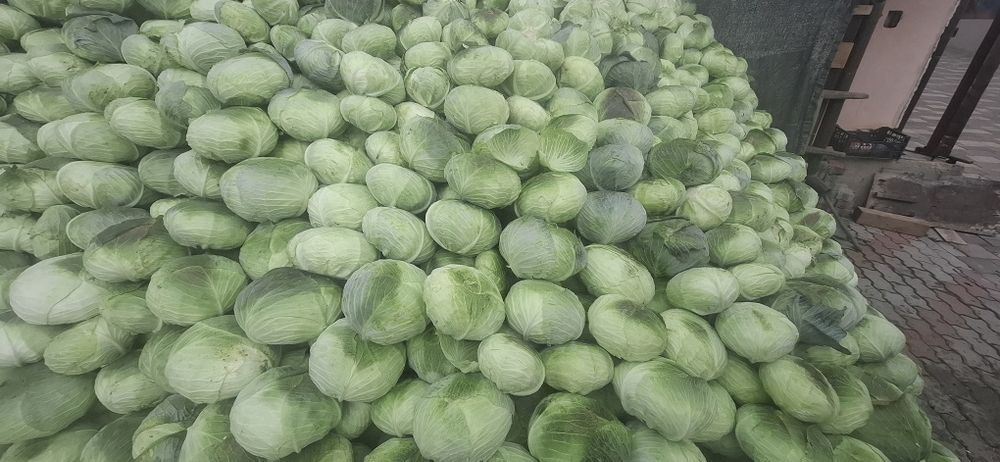 Varză de toamnă plată