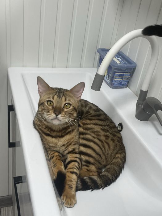 Продам кот бенгал