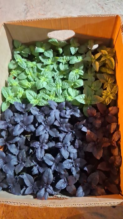 Лаванда Махровый Тимян вазелик  Размарин