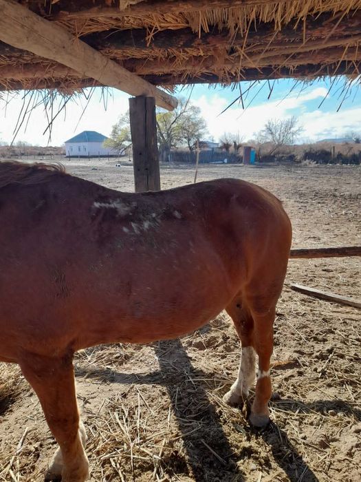 Айғыр 8 жасар!! Үйірден шыққан семіз!