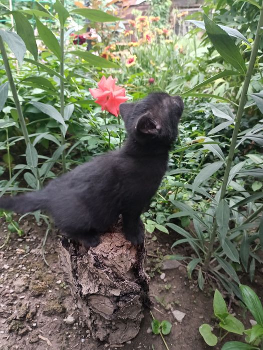 Отдадим котенка в хорошие руки. Цвет шоколадный. Есть котик и кошечка