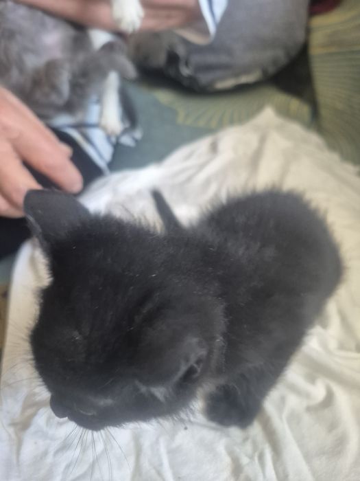 Отдам котят в добрые руки