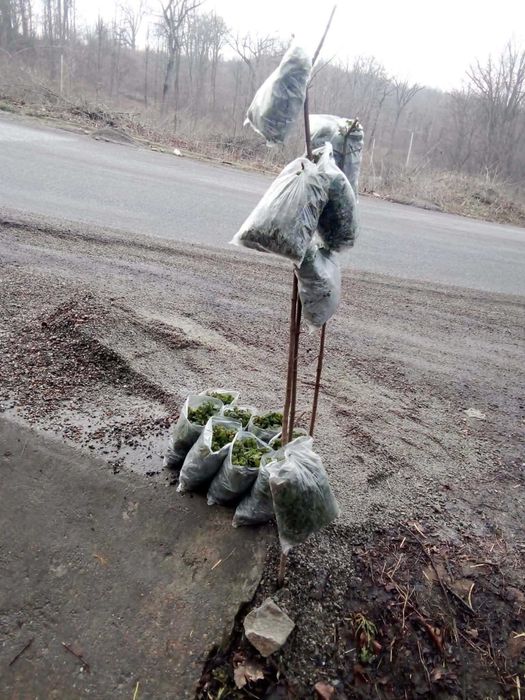 Vând urzici proaspete de pădure!