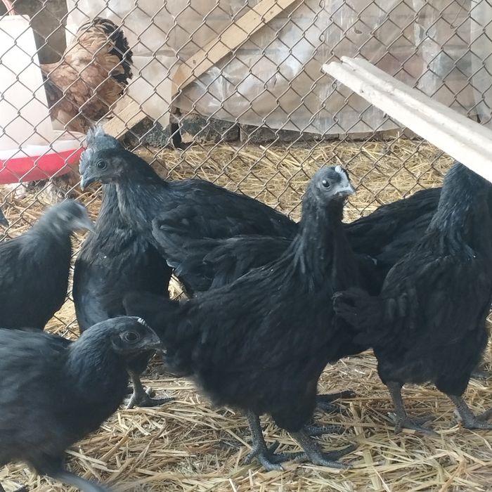 Продам куры домашние