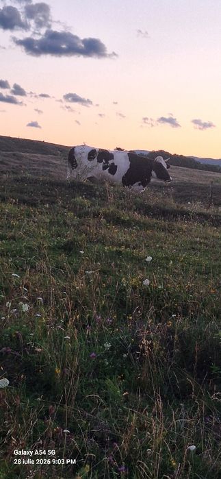 Vând juninci gestante de rasă holstein