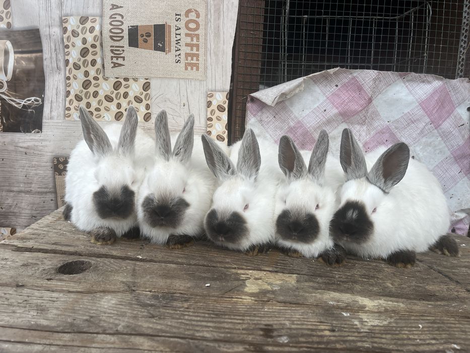 Vand pui californian