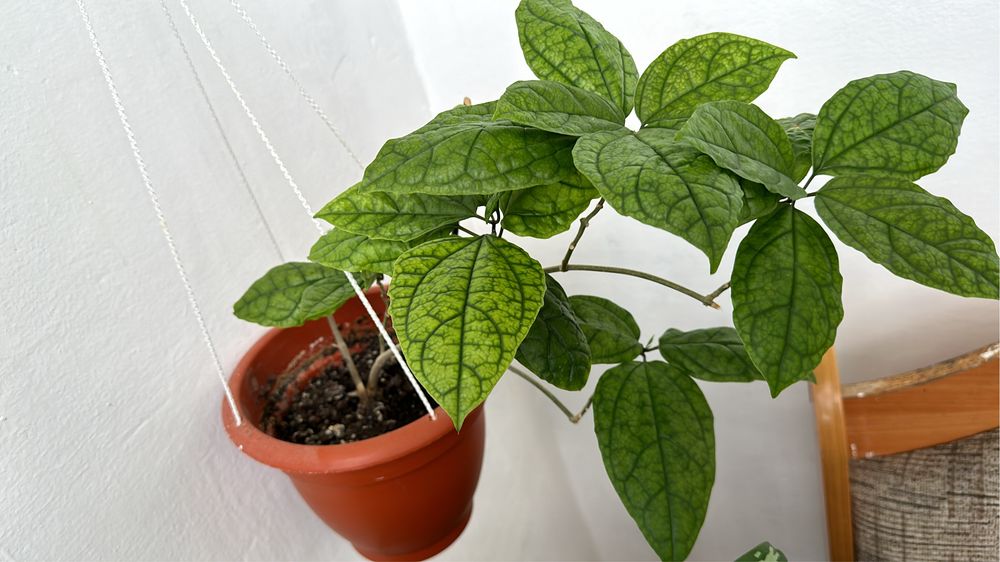 Цветы распродажа, распродажа