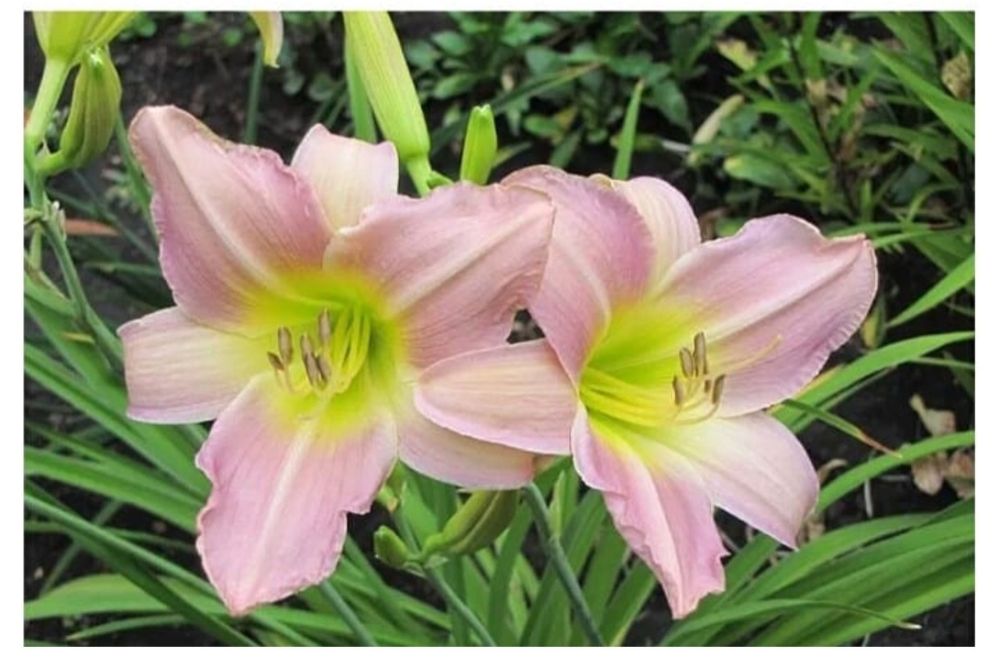 Продам цветы многолетние