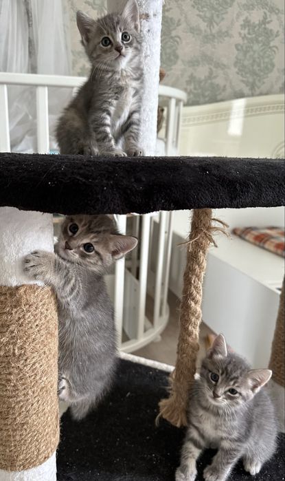 Котенки бесплатно