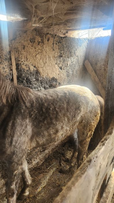 Кунан сатылады...