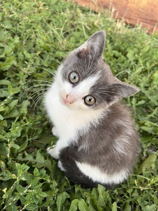 Котенок в добрые руки