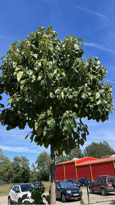 Paulownia puiet si maturi