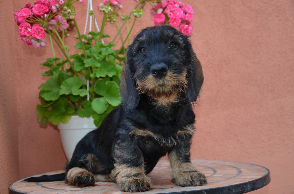 mascul de teckel sarmos standard cu Pedigree A, la 2.5 luni