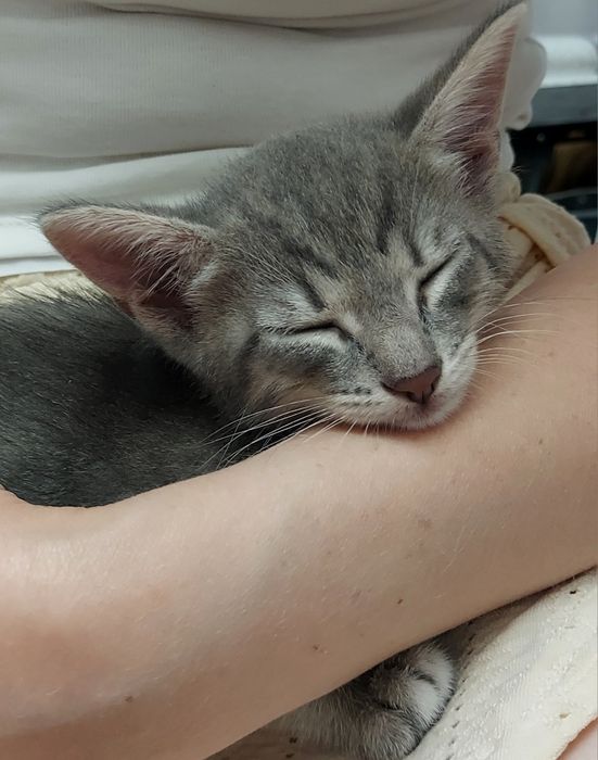 Котик ищет дом,мальчик