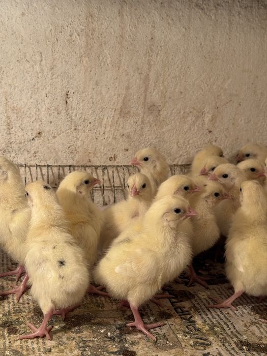 Продаю цыплята  Коралл Ник