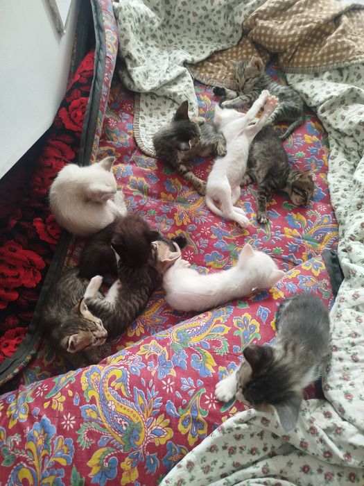 Котёнки, мушукчалар