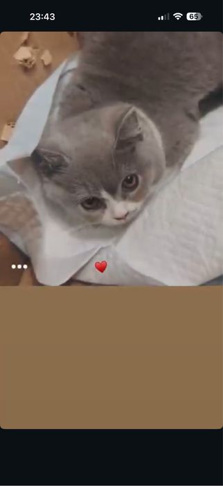 Отдам в добрые руки кота