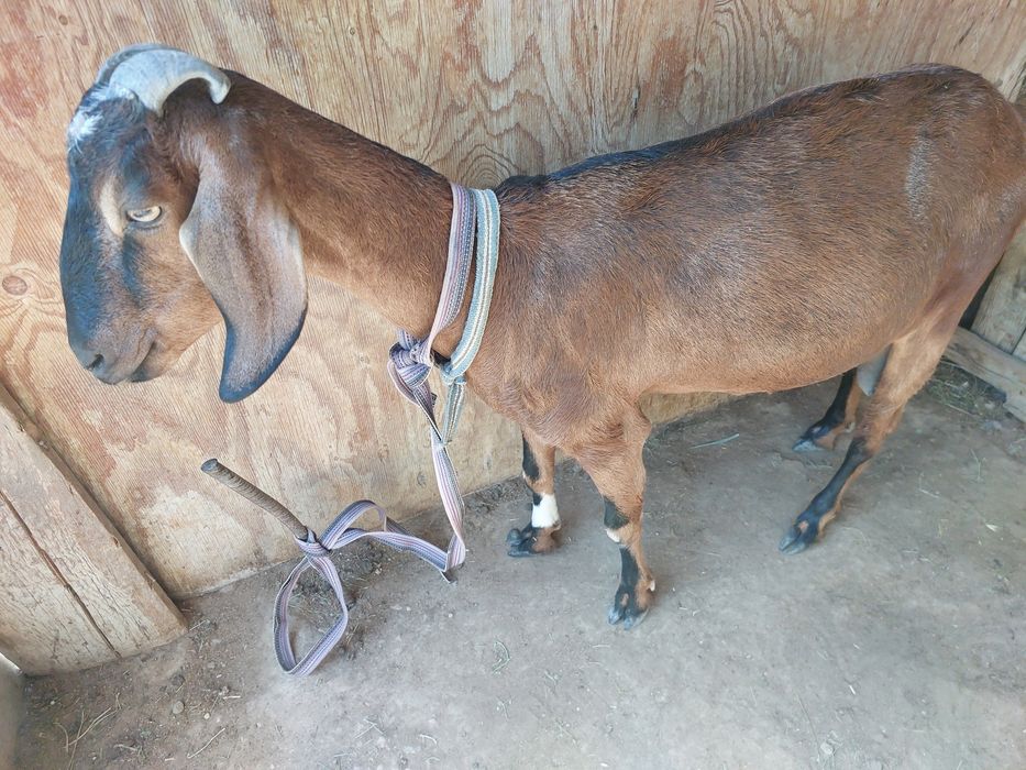 Коза молочная. Молоко очень вкусное.