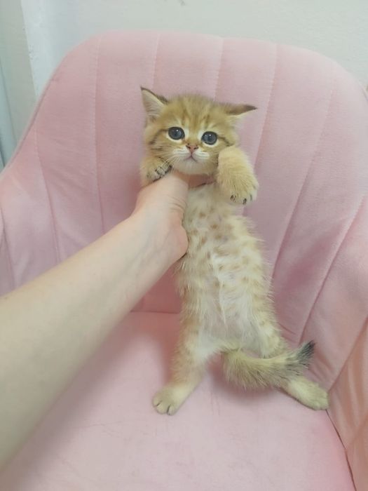 Котята драгоценного окраса