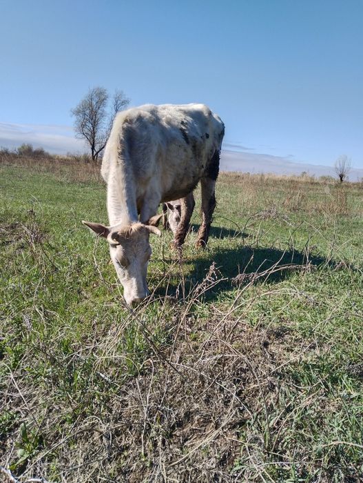 Продам телку (четвертый год)